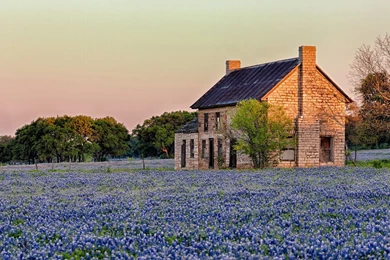 Texas Sunlight Blue Flowers Bluebonnet Hd Wallpaper Backgrounds ...