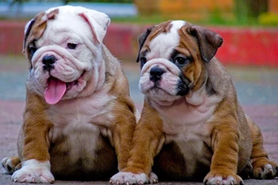 Bulldog Puppy HD Wallpapers