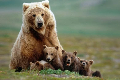 Bear Wallpapers HD Pictures