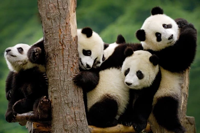Panda Bear Desktop Wallpaper, Panda Bear Images Free, New Wallpapers