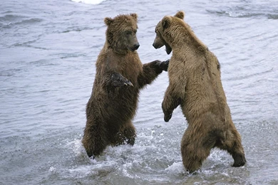 Desktop Wallpapers · Gallery · Animals · Bear Boxing