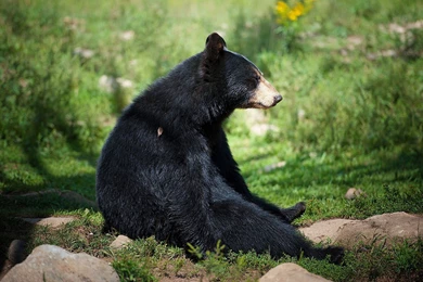 Bear Desktop Wallpapers   , New Wallpapers, New Wallpapers