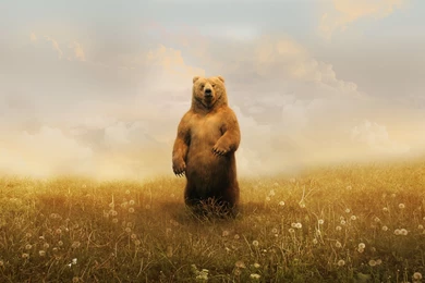 Bear On A Field Wallpapers 27092