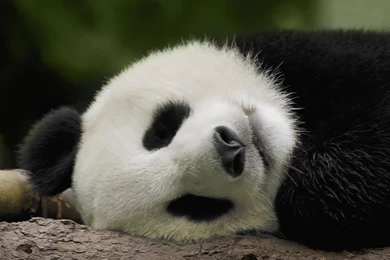 Sleeping Panda Bear Free Desktop Backgrounds   Free Wallpapers Image