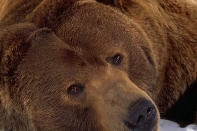 Giraffe Wallpapers Download 9535 Desktop Wallpapers