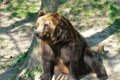 Bear Leaning On A Tree Wallpapers 24708