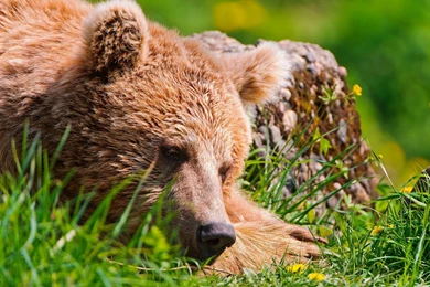 Bear Leaning On A Tree Wallpapers 24708