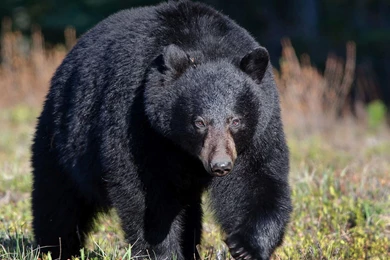 Captain America Vs. White Bear Wallpapers 27533