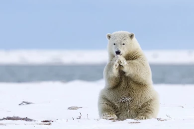 Iceland Bear Desktop Wallpapers