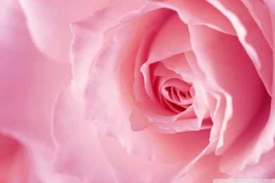 Light Pink Rose Macro HD Desktop Wallpapers : Dual Monitor