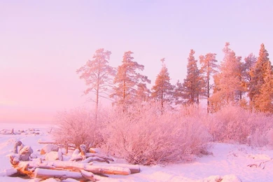Pink Sunset Light Over Snowy Forest, 1920x1080 HD Wallpapers And ...