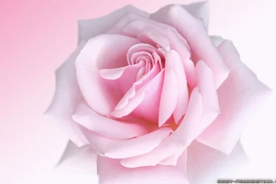 Pink Rose Wallpapers   Crazy Frankenstein