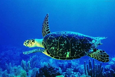 Underwater Wallpapers Cool 983 Best