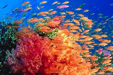 Underwater Wallpapers 2   Crazy Frankenstein