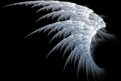 White Angel Wing Images