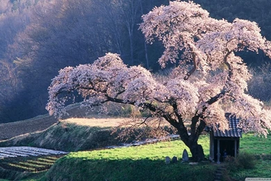Spring In Japan HD Desktop Wallpapers : High Definition ...