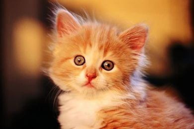 Top Kitten Pictures 1440x900 Widescreen Images For Pinterest