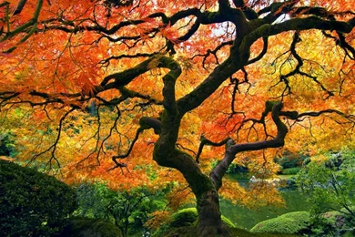 Japanese Maple Nature Hd Wallpapers   (