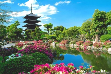 Spring In Japan Wallpapers   Crazy Frankenstein