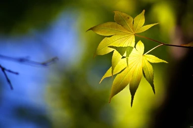 Hd Wallpapers For Desktop Widescreen 1920x1080px