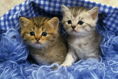 Two Cute Kittens Hd Wallpapers   PowerballForLife
