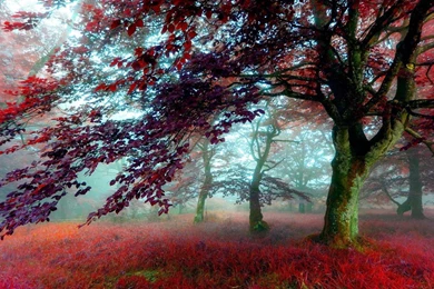 Nature Wallpapers HD Wallpapers