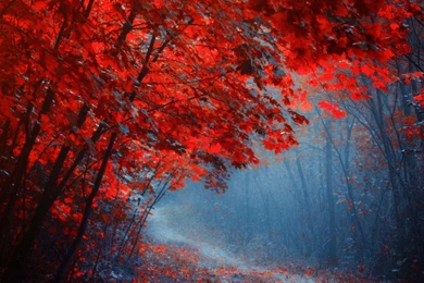 Red Leaf Desktop Wallpaper, Red Leaf Picture