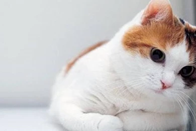 Cute Cat Hd Wallpapers Free Android Application Createapk Com ...
