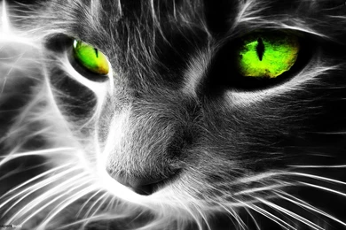 Download Cat With Green Eyes Wallpapers