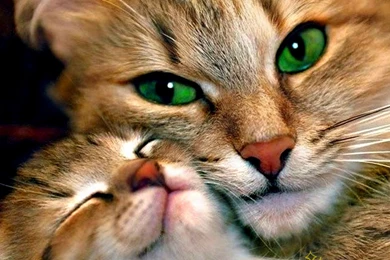 Download Cats Lovely Cat Green Eyes Wallpapers 2560x1600