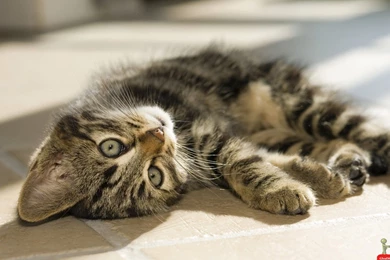 Very Cute Laying Cat Hd Wallpapers E Entertainment   PowerballForLife