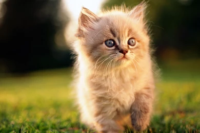 Cute Cats Cat Hd Wallpapers With 1920x1200 Resolution ...
