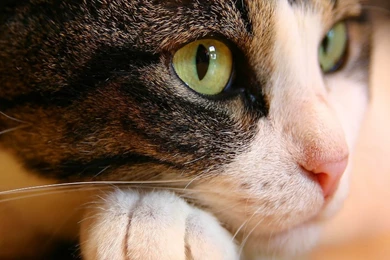 Cat Eyes Wallpapers