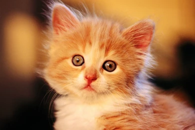 Orange Cat Wallpapers