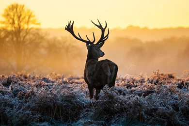 2048x2048 Deer Morning Sunrise Wallpapers