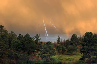 Storm, Summer, Images, Wallpapers, Forest (