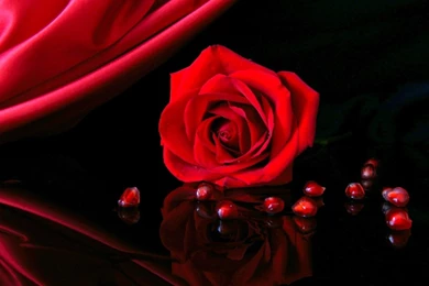 Download Red Rose Wallpaper Backgrounds