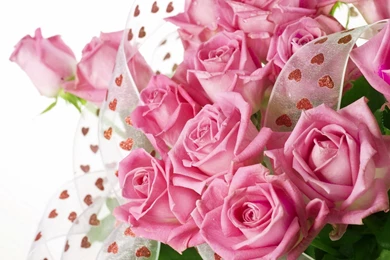 Beautiful Pink Rose Flowers Wallpapers Full HD