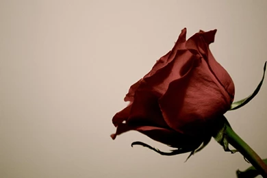 The Red Rose Desktop Wallpapers