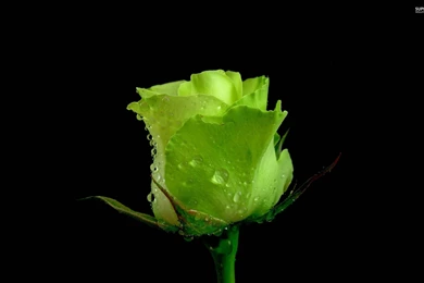 5200) Green Rose Desktop Backgrounds Wallpapers   WalOps.com