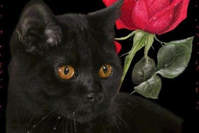 Cats Black Red Kitty Animals Cat Rose Desktop Background Images ...