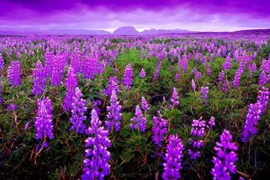 Lavender Wallpapers