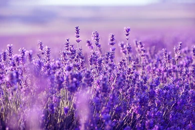 Lavender Fields Wallpapers   Manualwall.com