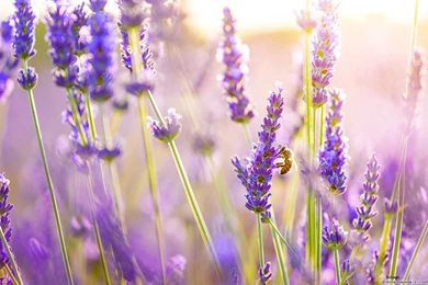 Lavender Backgrounds Wallpaper Images