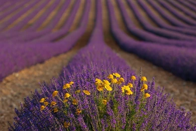 The Waves Of Lavender Download PowerPoint Backgrounds   PPT ...