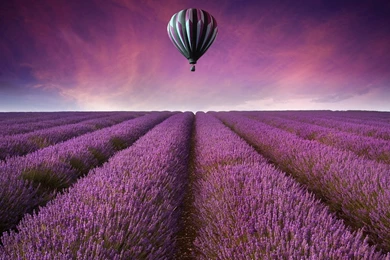 91 Lavender HD Wallpapers