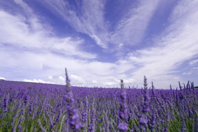 Ultra HD 4K Lavender Wallpapers HD, Desktop Backgrounds 3840x2400 ...