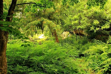 1366x768 Nature Flora Wallpapers