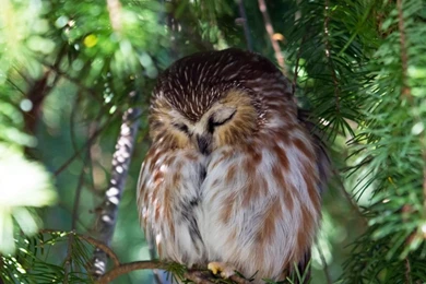 Laptop 1366x768 Owl Wallpapers HD, Desktop Backgrounds 1366x768