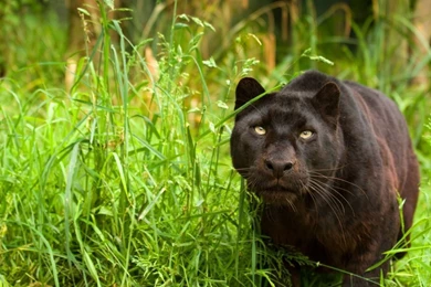 1366x768 Black Panther Nature Wallpapers